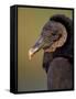 Black Vulture, Everglades National Park, Florida, USA-Art Wolfe-Framed Stretched Canvas