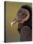 Black Vulture, Everglades National Park, Florida, USA-Art Wolfe-Stretched Canvas