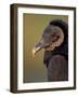 Black Vulture, Everglades National Park, Florida, USA-Art Wolfe-Framed Photographic Print