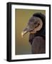 Black Vulture, Everglades National Park, Florida, USA-Art Wolfe-Framed Photographic Print