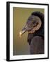 Black Vulture, Everglades National Park, Florida, USA-Art Wolfe-Framed Photographic Print