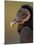 Black Vulture, Everglades National Park, Florida, USA-Art Wolfe-Mounted Photographic Print
