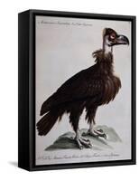 Black Vulture or Lepraiolo (Vultur Leporarius)-null-Framed Stretched Canvas