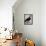 Black Vulture or Lepraiolo (Vultur Leporarius)-null-Framed Stretched Canvas displayed on a wall