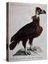 Black Vulture or Lepraiolo (Vultur Leporarius)-null-Stretched Canvas