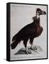 Black Vulture or Lepraiolo (Vultur Leporarius)-null-Framed Stretched Canvas