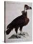 Black Vulture or Lepraiolo (Vultur Leporarius)-null-Stretched Canvas