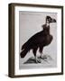 Black Vulture or Lepraiolo (Vultur Leporarius)-null-Framed Giclee Print