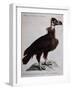 Black Vulture or Lepraiolo (Vultur Leporarius)-null-Framed Giclee Print