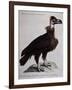 Black Vulture or Lepraiolo (Vultur Leporarius)-null-Framed Giclee Print