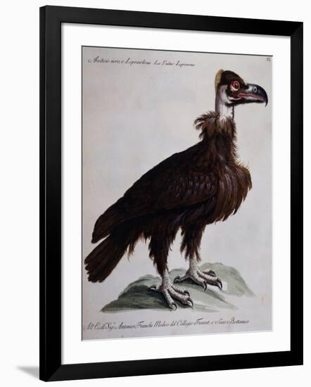 Black Vulture or Lepraiolo (Vultur Leporarius)-null-Framed Giclee Print