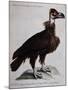 Black Vulture or Lepraiolo (Vultur Leporarius)-null-Mounted Giclee Print