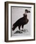 Black Vulture or Lepraiolo (Vultur Leporarius)-null-Framed Giclee Print