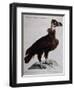 Black Vulture or Lepraiolo (Vultur Leporarius)-null-Framed Giclee Print