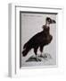 Black Vulture or Lepraiolo (Vultur Leporarius)-null-Framed Giclee Print