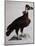 Black Vulture or Lepraiolo (Vultur Leporarius)-null-Mounted Giclee Print