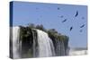 Black Vultures (Coragyps Atratus) In Flight Over Iguazu Falls-Angelo Gandolfi-Stretched Canvas