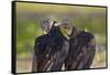 Black Vultures (Coragyps Atratus)-Lynn M^ Stone-Framed Stretched Canvas