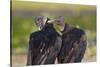 Black Vultures (Coragyps Atratus)-Lynn M^ Stone-Stretched Canvas