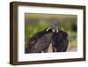 Black Vultures (Coragyps Atratus)-Lynn M^ Stone-Framed Photographic Print