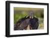 Black Vultures (Coragyps Atratus)-Lynn M^ Stone-Framed Photographic Print