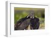 Black Vultures (Coragyps Atratus)-Lynn M^ Stone-Framed Photographic Print