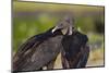 Black Vultures (Coragyps Atratus)-Lynn M^ Stone-Mounted Photographic Print