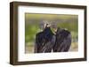 Black Vultures (Coragyps Atratus)-Lynn M^ Stone-Framed Photographic Print