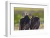 Black Vultures (Coragyps Atratus)-Lynn M^ Stone-Framed Photographic Print