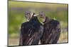 Black Vultures (Coragyps Atratus)-Lynn M^ Stone-Mounted Photographic Print