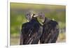 Black Vultures (Coragyps Atratus)-Lynn M^ Stone-Framed Photographic Print