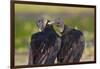 Black Vultures (Coragyps Atratus)-Lynn M^ Stone-Framed Photographic Print