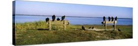 Black Vultures Perching on Benches, Myakka River State Park, Sarasota County, Florida, USA-null-Stretched Canvas