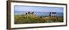 Black Vultures Perching on Benches, Myakka River State Park, Sarasota County, Florida, USA-null-Framed Photographic Print