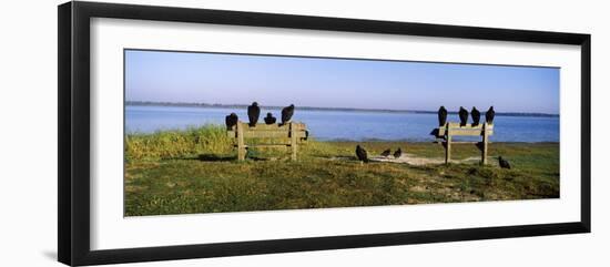 Black Vultures Perching on Benches, Myakka River State Park, Sarasota County, Florida, USA-null-Framed Photographic Print