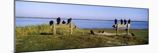 Black Vultures Perching on Benches, Myakka River State Park, Sarasota County, Florida, USA-null-Mounted Photographic Print