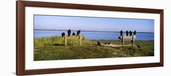 Black Vultures Perching on Benches, Myakka River State Park, Sarasota County, Florida, USA-null-Framed Photographic Print