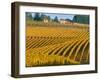 Black Walnut Inn and Vineyards of Bella Vida and Maresh, Dundee, Oregon, USA-Janis Miglavs-Framed Photographic Print