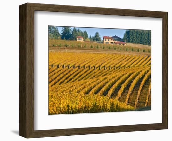 Black Walnut Inn and Vineyards of Bella Vida and Maresh, Dundee, Oregon, USA-Janis Miglavs-Framed Photographic Print