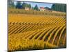 Black Walnut Inn and Vineyards of Bella Vida and Maresh, Dundee, Oregon, USA-Janis Miglavs-Mounted Photographic Print