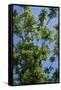 Black Walnut Tree-null-Framed Stretched Canvas