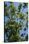 Black Walnut Tree-null-Stretched Canvas