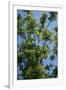 Black Walnut Tree-null-Framed Photographic Print