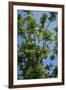 Black Walnut Tree-null-Framed Photographic Print