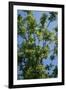 Black Walnut Tree-null-Framed Photographic Print