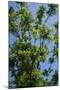 Black Walnut Tree-null-Mounted Photographic Print