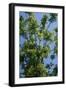 Black Walnut Tree-null-Framed Photographic Print