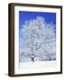 Black Walnut, Warren County, Virginia, USA-Charles Gurche-Framed Photographic Print