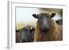 Black Welsh Mountain Sheep Portrait, Herefordshire, UK-Will Watson-Framed Photographic Print