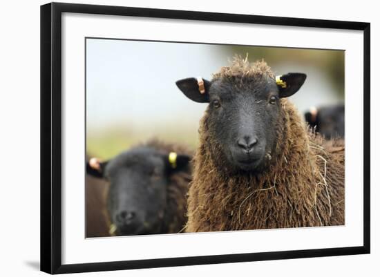 Black Welsh Mountain Sheep Portrait, Herefordshire, UK-Will Watson-Framed Photographic Print